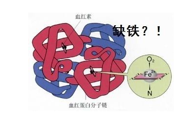 人體宅男视频APP网站品牌山東宅男视频在线观看污探究鐵元素在人體中的作用 人體宅男视频APP网站品牌山東宅男视频在线观看污探究鐵元素在人體中的作用