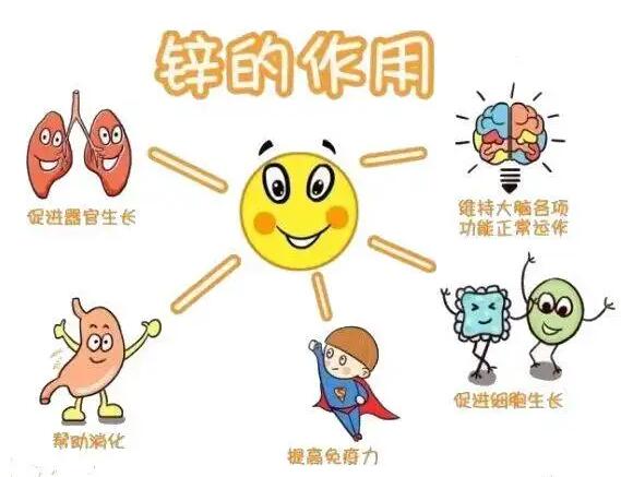 全自動宅男导航神器生產廠家提示人體內的鋅元素有哪些作用？