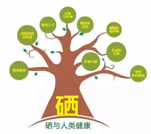 鈣鐵鋅硒檢測儀廠家提示什麽叫有機硒和無機硒？科學補硒看看吧
