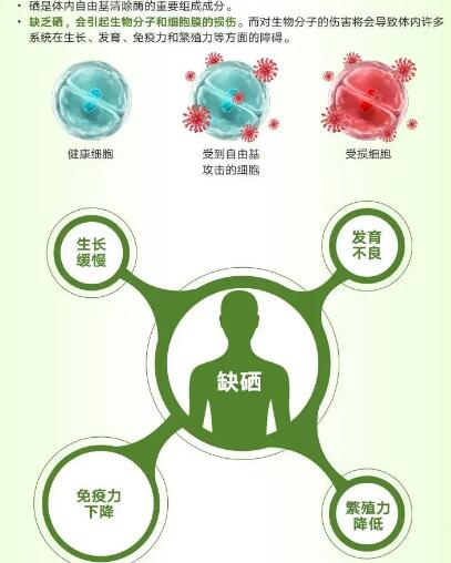 醫用宅男视频APP网站廠家提醒關愛男性健康，硒元素也不能少！